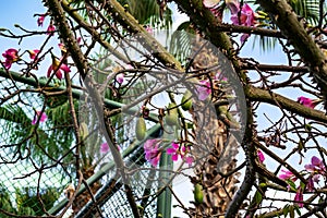 Intertwined branches with huge thorns of the exotic tropical Ceiba speciosa tree. Abstract floral background. Geometry concept in photo
