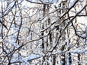 intertwined branches of trees in snowy forest