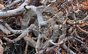 Intertwined Broken Pine Tree Branches In Depth Of Forest