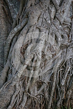 Intertwined roots texture tree. Gray background