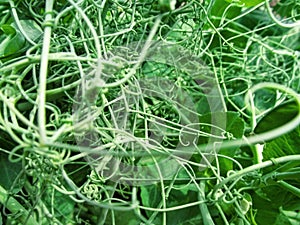 Intertwined tendrils and leaves of the Pisum sativum garden pea plant. Natural floral abstract background of green curls of