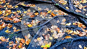 Intertwined roots by the forest at fall