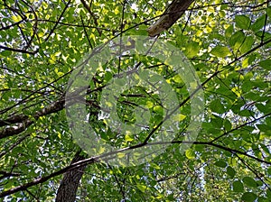 Intertwined tree crowns. view of the sky through the trees.