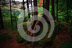 Intertwined Tree roots growing on boulder in the Adirondack Mountains.