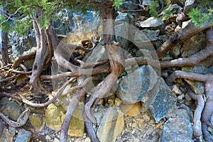 Intertwined tree roots on a sunny trail