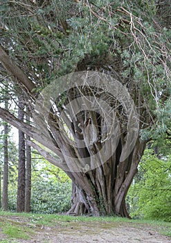 Intertwined tree trunks