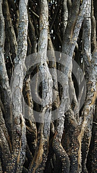 Intertwined Tree Trunks