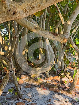 Intertwined Tree Trunks