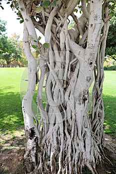 Intertwined tree trunks.