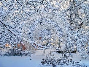 Intertwining Branches of Trees Covered with A Layer of Snow Formed a Fabulous Winter Picture