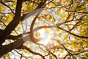 intertwining tree branches against sunlight