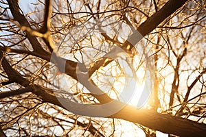intertwining tree branches against sunlight