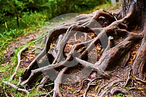 Intertwining tree roots on a forest floor