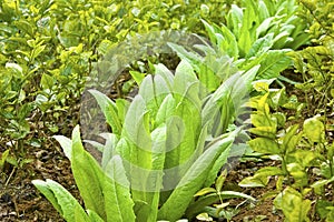 Interval planting technology: lettuce and jasmine photo