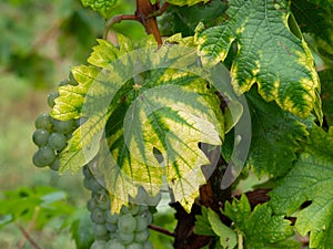 Interveinal chlorosis caused by iron or nitrogen deficiency on a grape vine with grapes. Agriculture, viticulture photo