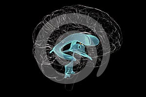 The interventricular foramen, also known as the foramen of Monro, 3D illustration.