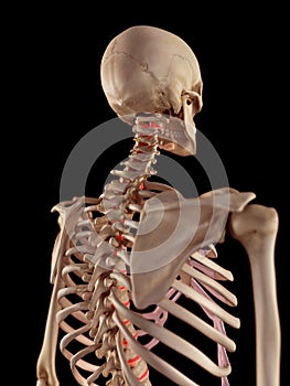 The intervertebral discs