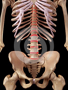 The intervertebral discs