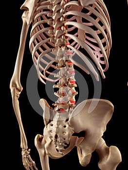 The intervertebral discs