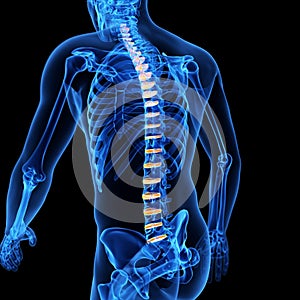 The intervertebral discs