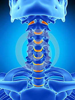 The intervertebral discs photo