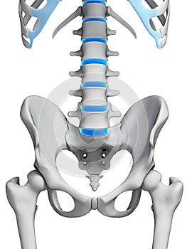 Intervertebral disks