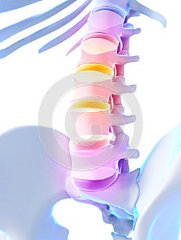 Intervertebral disks photo