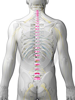 Intervertebral disks photo