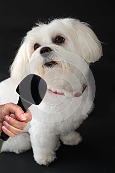 Interview with a female maltese dog