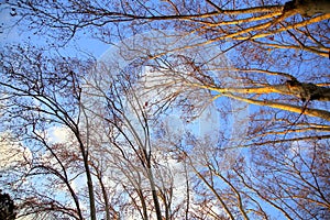 Interweaving of branches and trunks under a blue sky