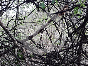 Interweaving of branches - a wall of branches.