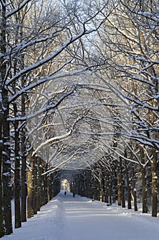 Interweaving of branches in a winter lime alley forming a natural arched vault