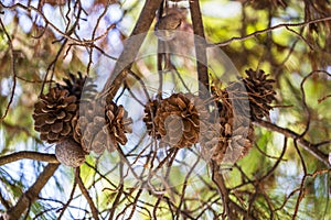 Interweaving of pine branches with cones on a background of sky