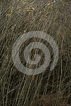 Interweaving of shrub branches, abstract background