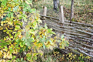 Interwoven wooden fence