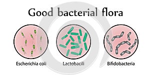 Intestinal bacteria flora. Good bacterial flora. Vector illustration