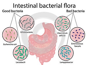 Intestinal bacteria flora. Good and bad bacterias