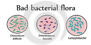 Intestinal bacterial flora. Bad bacteria.