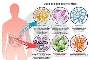 Intestinal bacterial flora