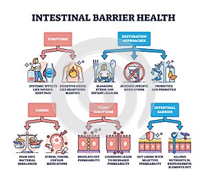 Intestinal barrier health and leaky gut syndrome explanation outline diagram