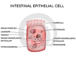 Intestinal epithelial cell