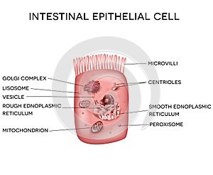 Intestinal epithelial cell photo