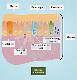 Intestinal epithelium showing enterocytes and other cells photo