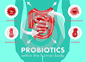 Probiotics in human body