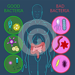 Intestinal flora, Set of good and bad bacteria