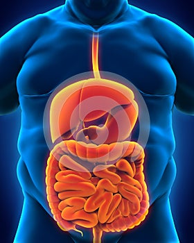 Intestinal Internal Organs of Overweight Body