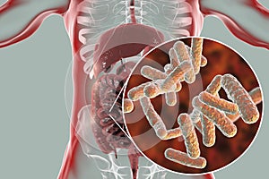 Intestinal microbiome, close-up view of enteric bacteria