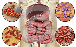 Intestinal microbiome, bacteria colonizing different parts of digestive system photo