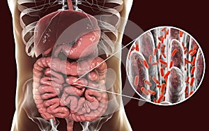 Intestinal microbiome, close-up view of intestinal villi and enteric bacteria