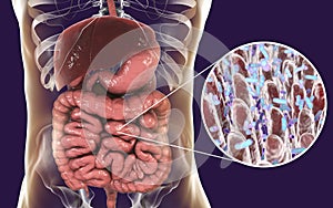 Intestinal microbiome, close-up view of intestinal villi and enteric bacteria photo